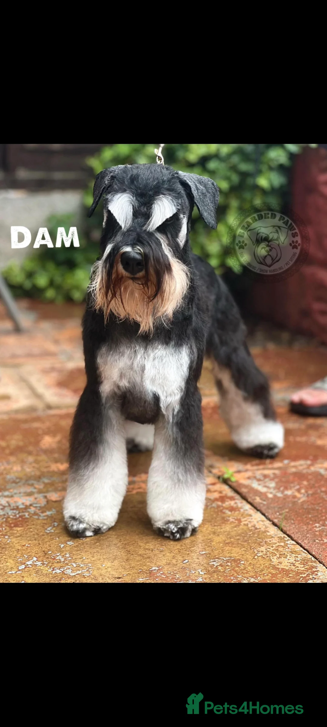 Miniature Schnauzer dogs for sale: Charming Mini Schnauzers with KC registration - Advert 21