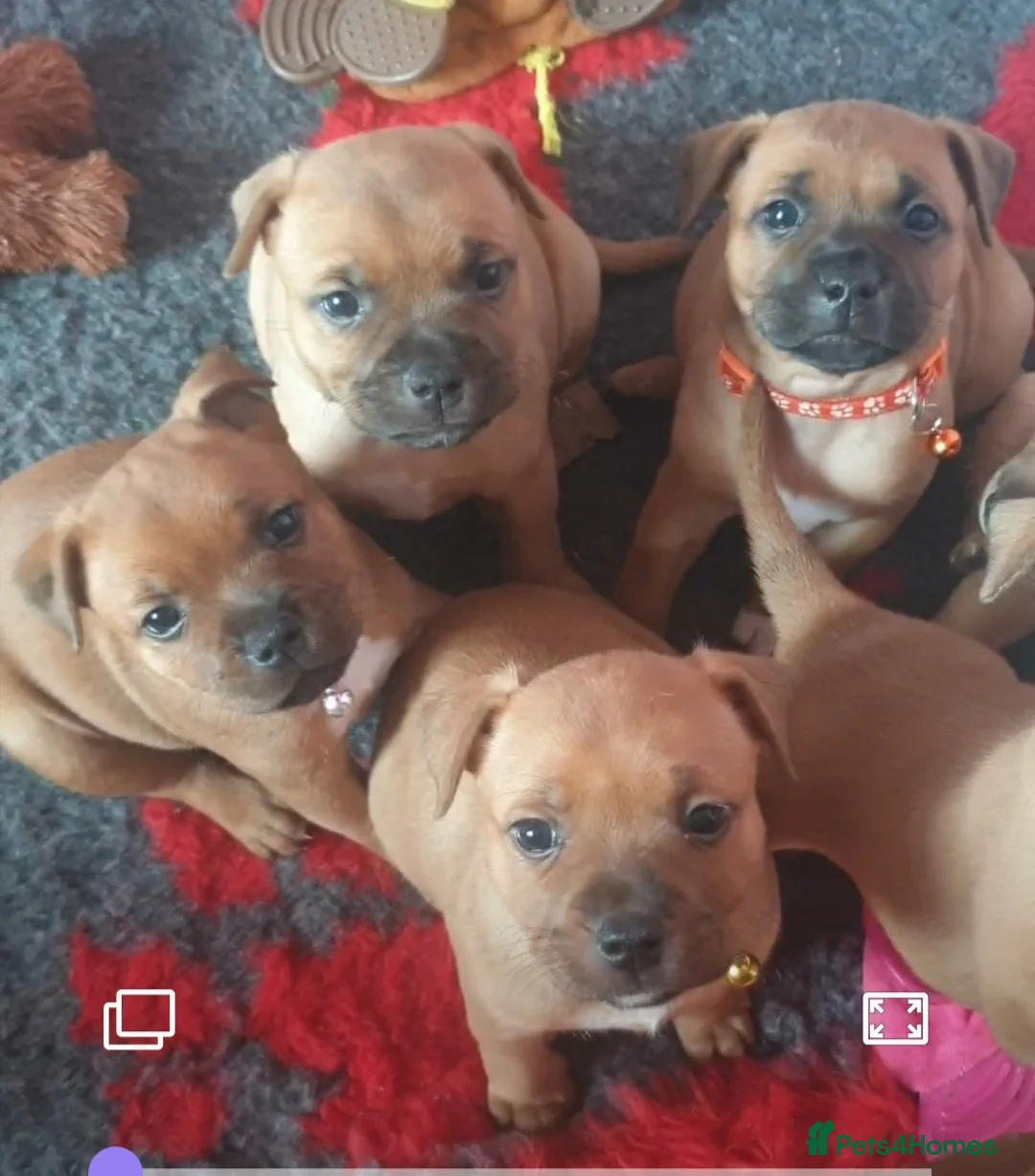 Staffordshire Bull Terrier dogs for stud: 🥨THE RED DREAMTEAM.🥨 Exceptional temprements. in Rochdale - Advert 22