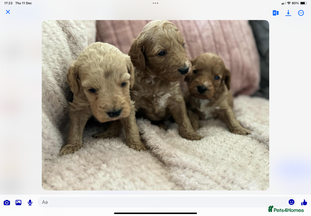 Cockapoo dogs for sale: COCKERPOO QUALITY HEALTH TESTED PUPPIES - Advert 8
