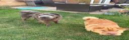 Shar Pei dogs for sale: Beautiful Bearcoat Shar Pei Female (5 yr old) - Advert 18