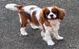 Cavalier King Charles Spaniel dogs for sale: K C registered Ruby Cavaliers - health tested  - Image 8