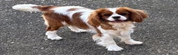 Cavalier King Charles Spaniel dogs for sale: K C registered Ruby Cavaliers - health tested  - Advert 4