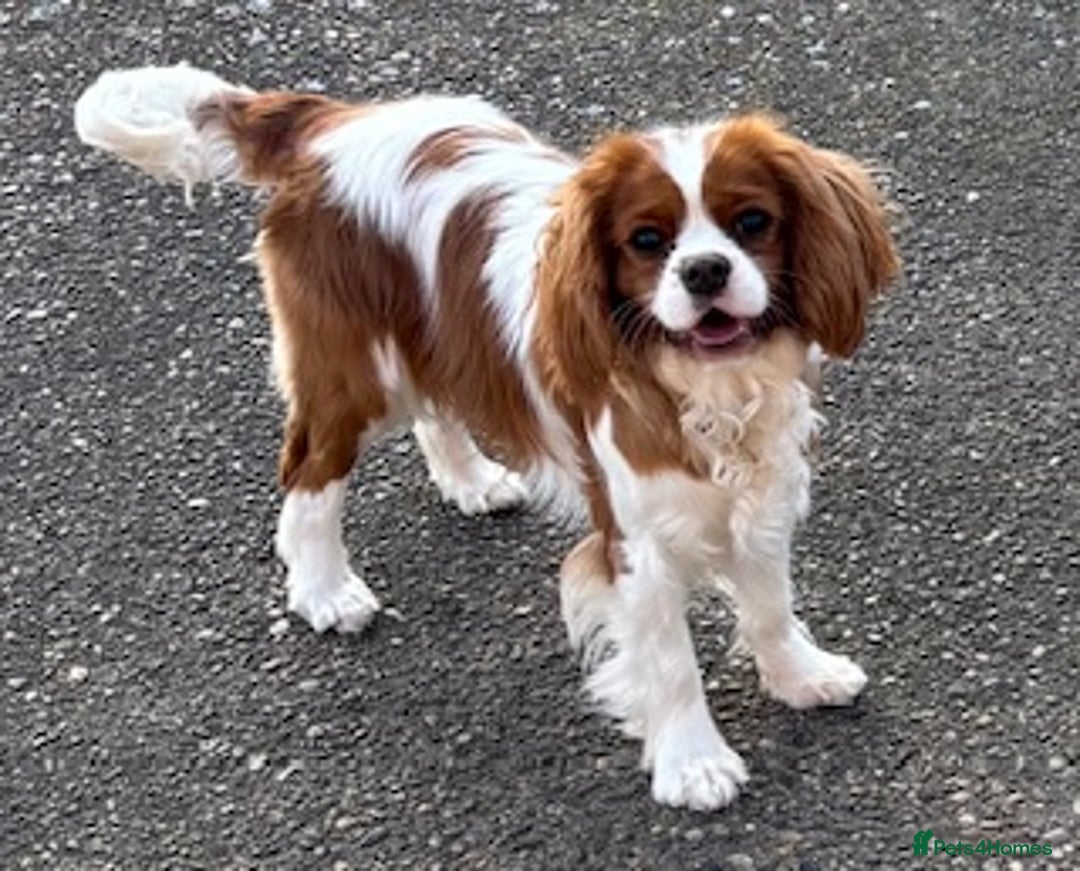 Cavalier King Charles Spaniel dogs for sale: K C registered Ruby Cavaliers - health tested  - Image 8
