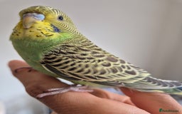 Budgerigars birds for sale: Tamed baby hen green - Image 6