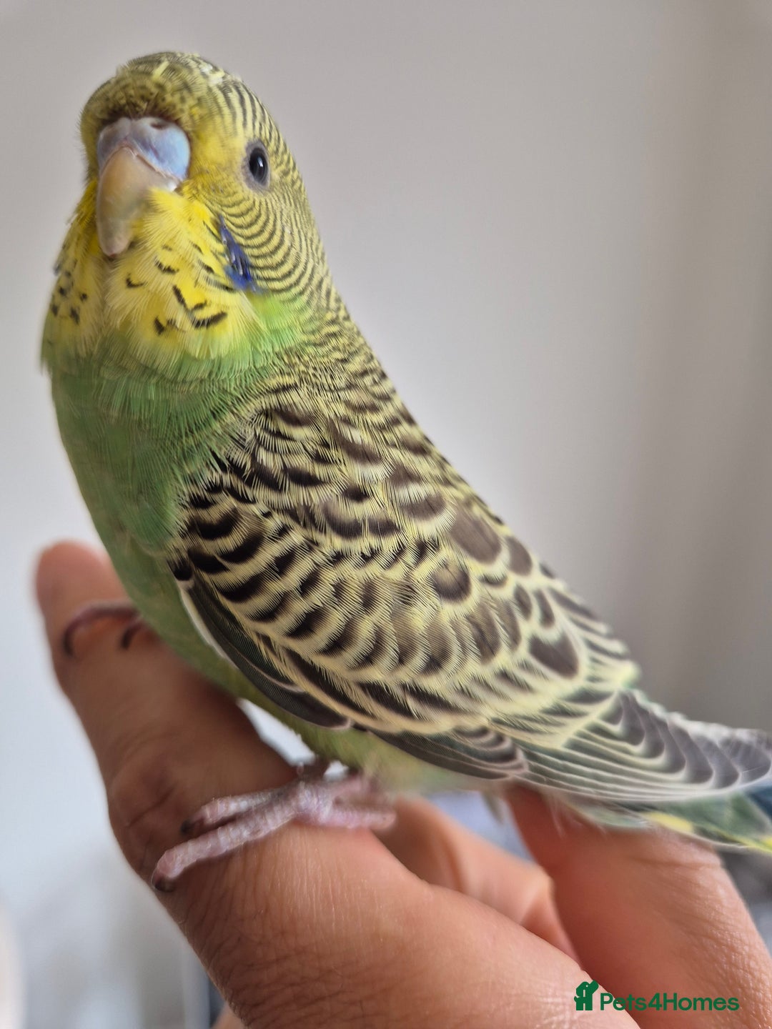 Budgerigars birds for sale: Tamed baby hen green - Image 6