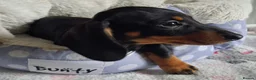 Miniature Dachshund dogs for sale: Stunning Dachshund pups *Ready now* - Advert 18