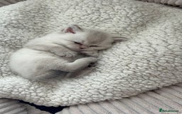 British Shorthair cats for sale: 💖☁️SILVER TIPPED BSH CHINCHILLA GIRL☁️💖 - Image 3