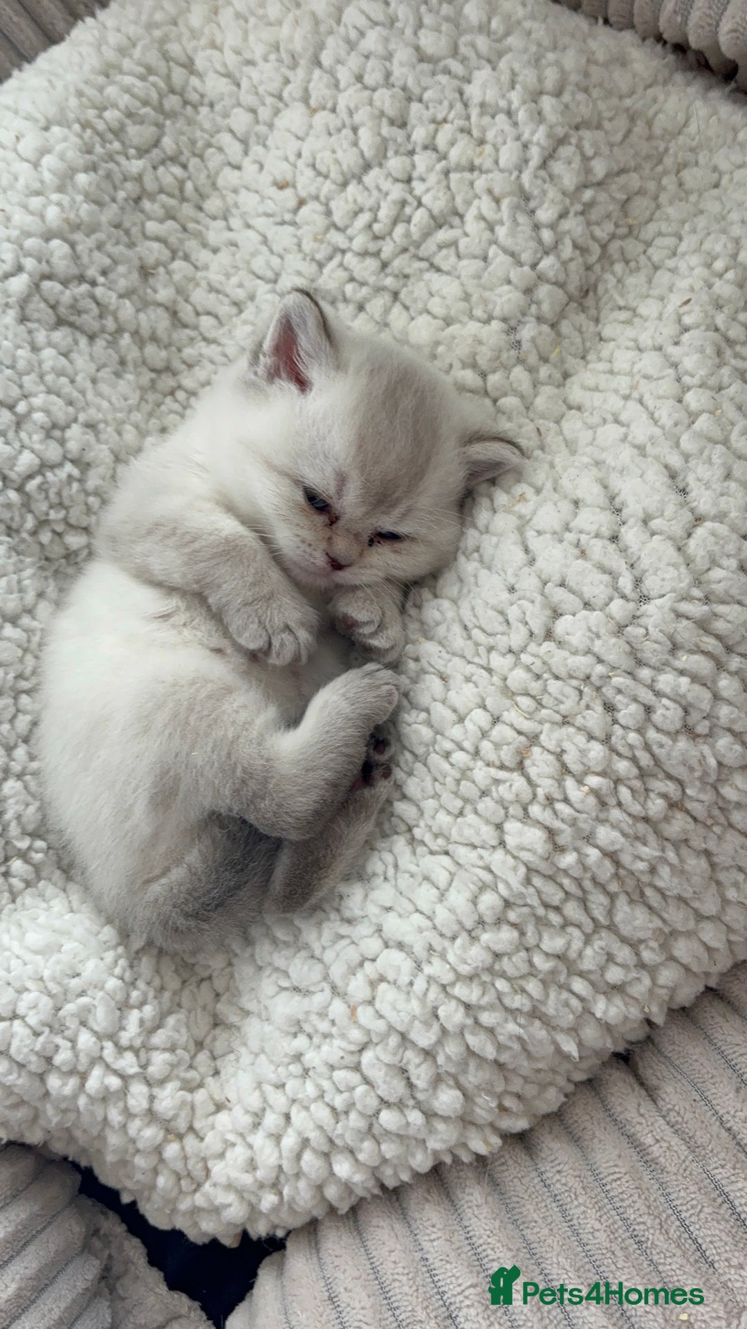 British Shorthair cats for sale: 💖☁️SILVER TIPPED BSH CHINCHILLA GIRL☁️💖 - Image 3