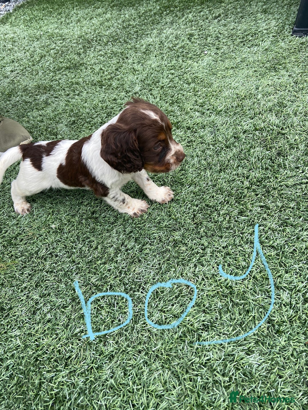 Cocker Spaniel dogs for sale: Cocker spaniels  - Image 3