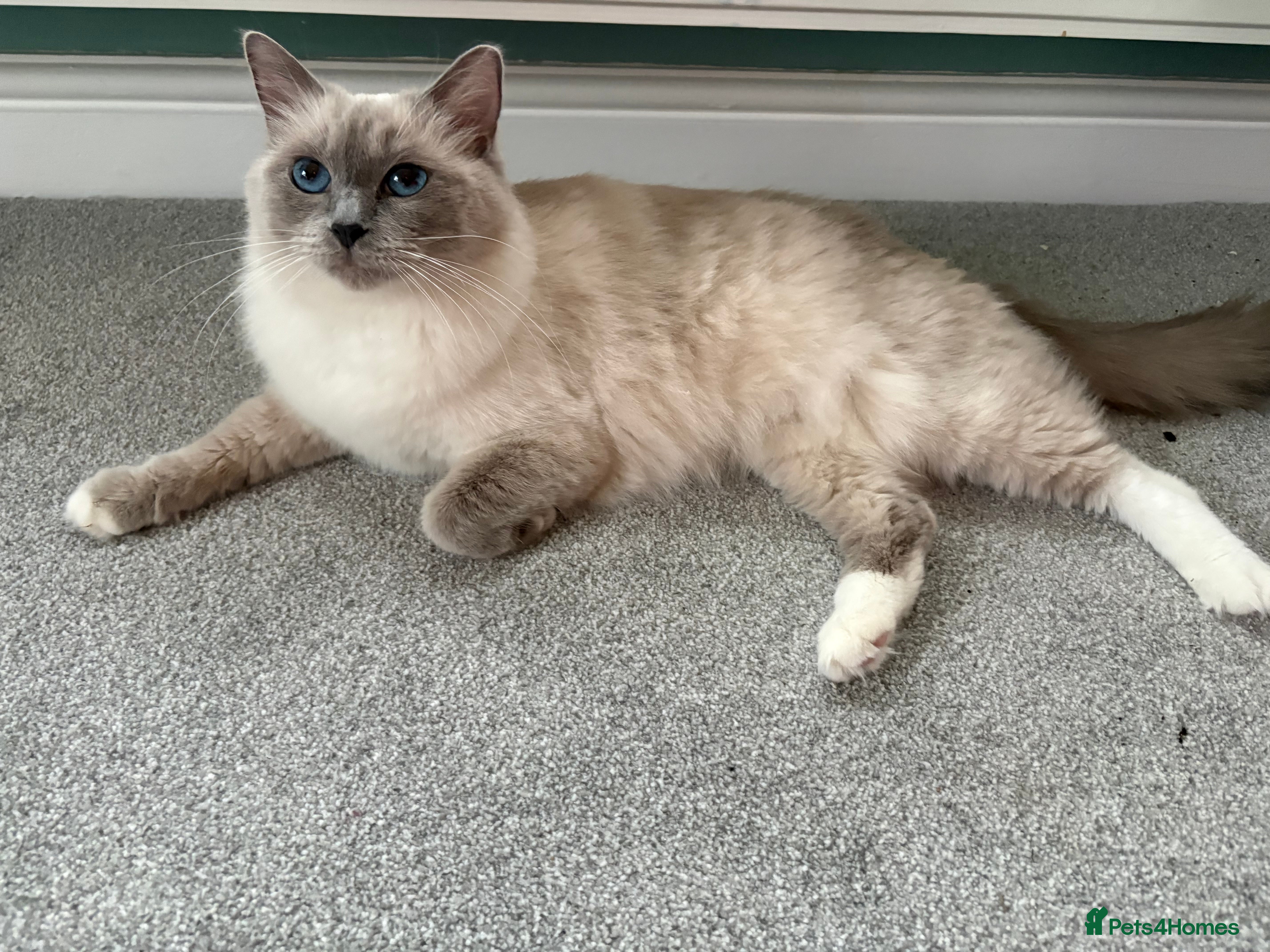 Ragdoll cats Blue GCCF pedigree Ragdoll kittens - Advert 9