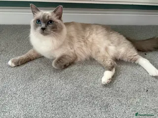 Ragdoll cats Blue GCCF pedigree Ragdoll kittens - Advert 9