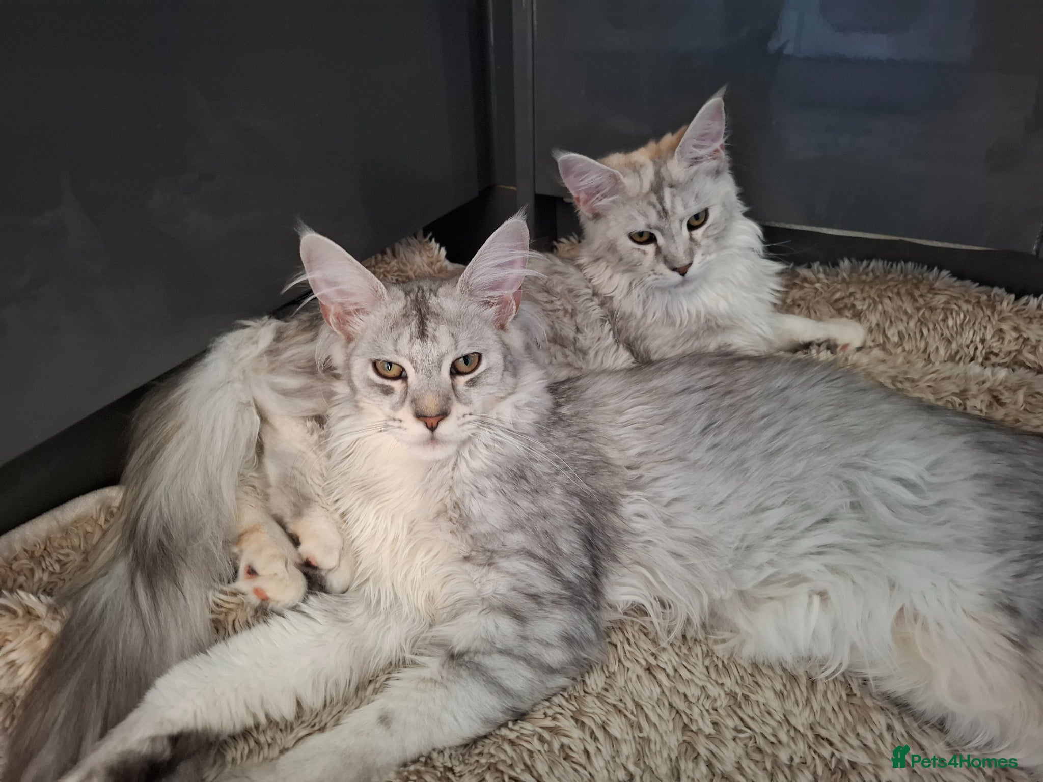 Maine Coon cats Tica Registered Maine Coon Kittens - Advert 7