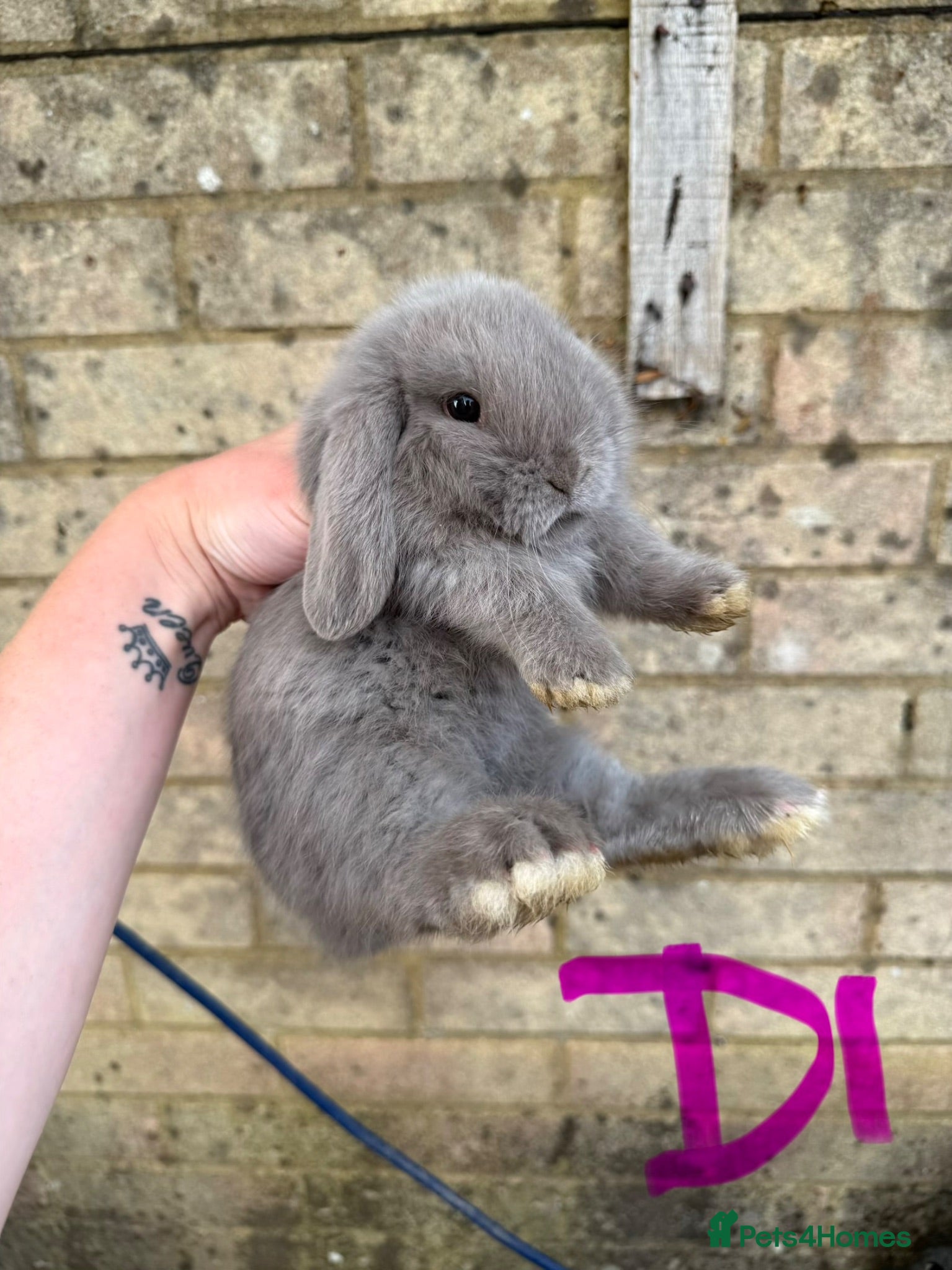 Mini Lop rabbits 2 Lilac Pure Mini Lop Does Left 🩶 - Advert 2