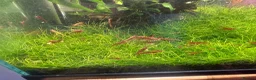 Shrimps fish for sale: Red cherry shrimp - Advert 2