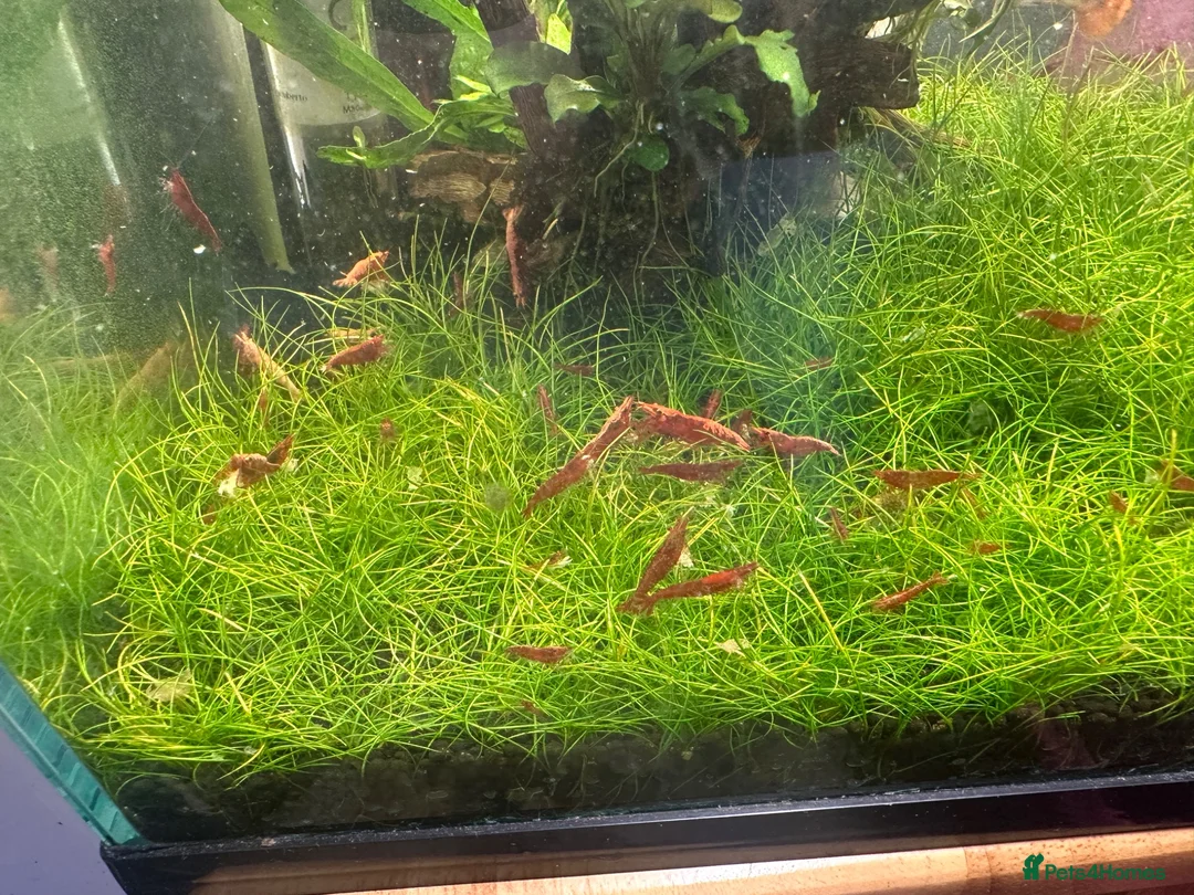 Shrimps fish for sale: Red cherry shrimp - Advert 2