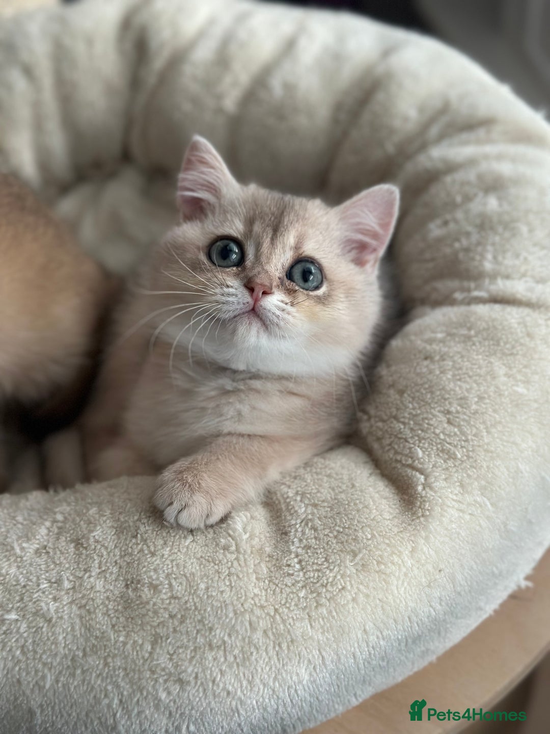 British Shorthair cats for sale: ‼️READY NOW‼️ 2 kittens left  - Advert 25