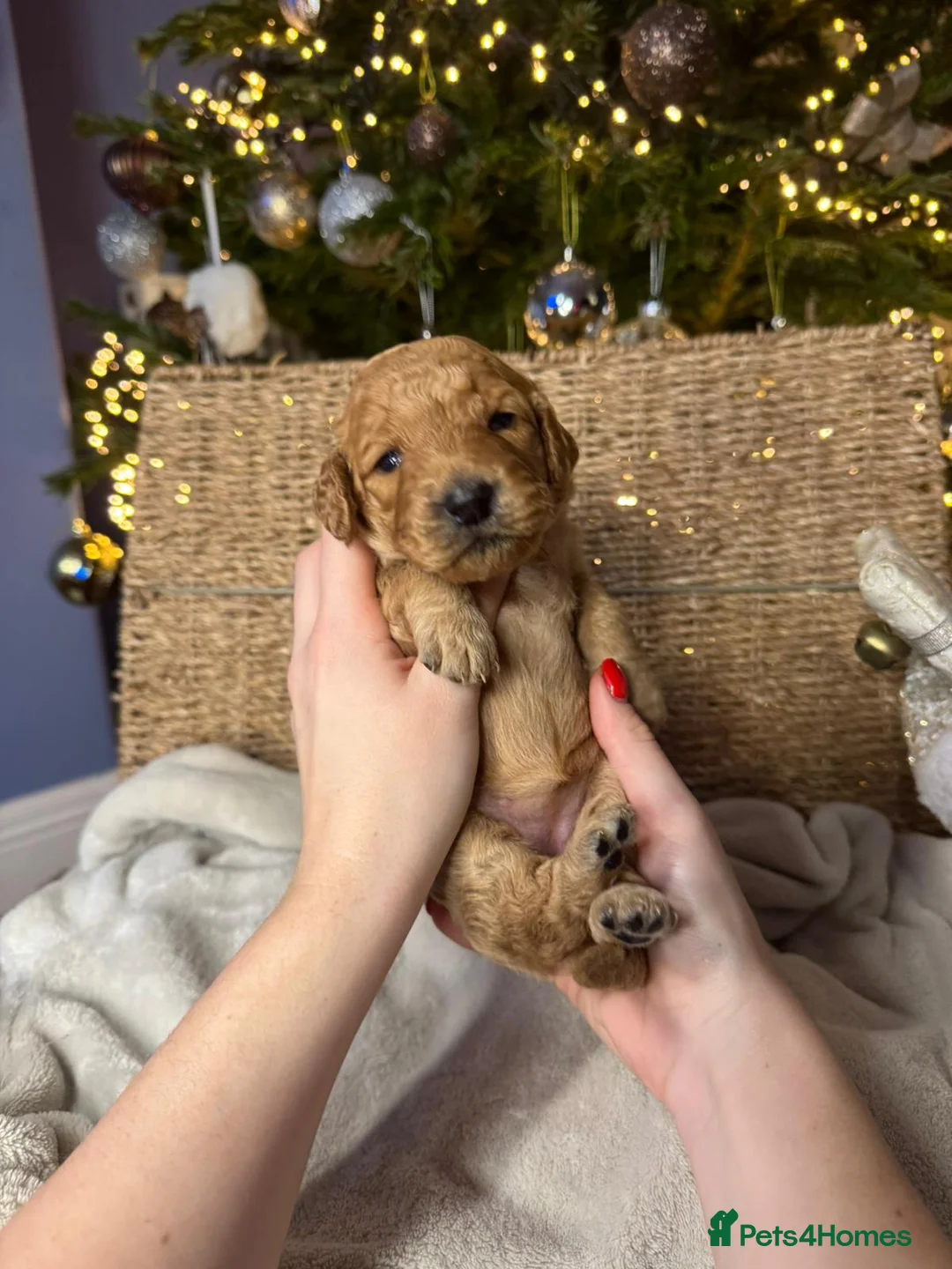 Mixed Breed dogs for sale: Stunning Irish Cockapoodledo's........ - Advert 27