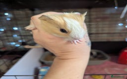 Guinea Pig rodents for sale: Baby guinea pigs  - Advert 15