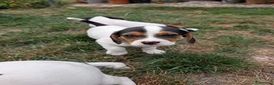 Jack Russell 2