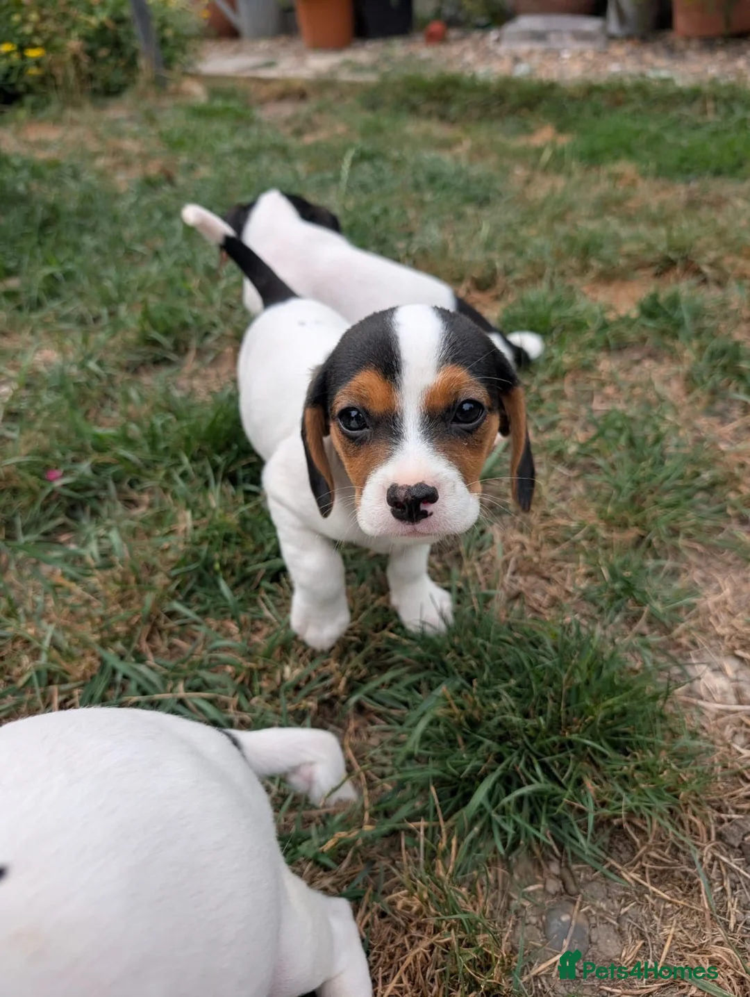 Jack Russell dogs for sale: Beautiful Jack Russell Puppies for sale 💙🐶🐾 - Advert 10