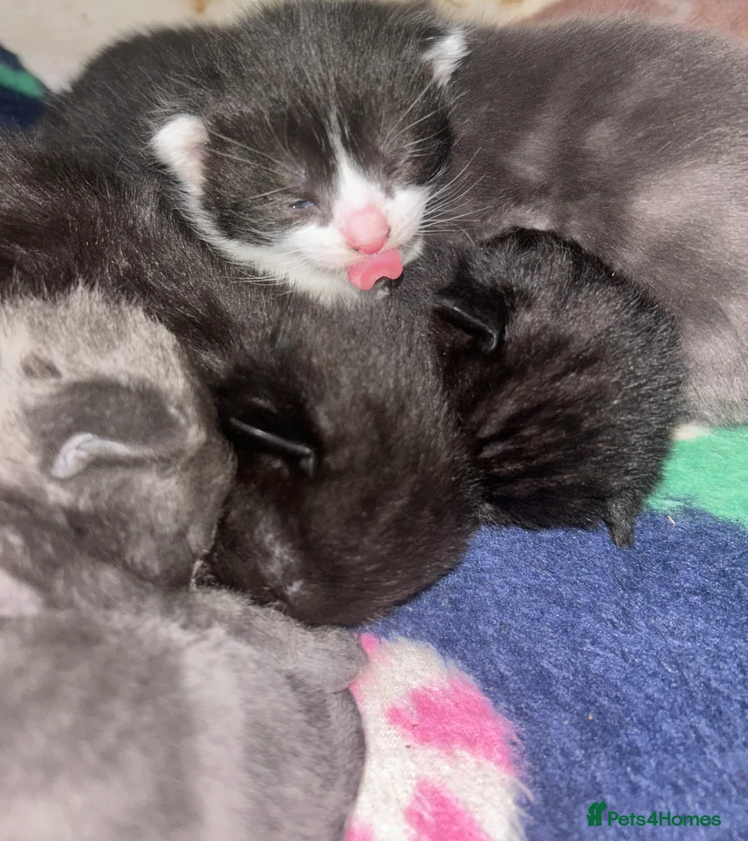 Mixed Breed cats for sale: 6 gorgeous mixed breed kittens  - Advert 7