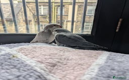 Parakeets birds for sale: Tamed hand reared baby Quaker parrots DNA tested  - Image 15