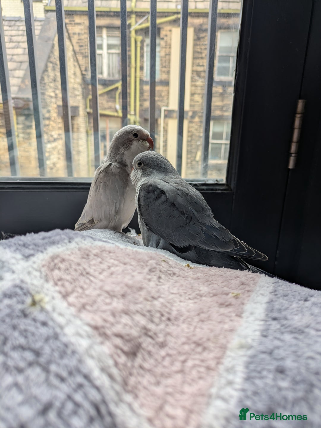 Parakeets birds for sale: Tamed hand reared baby Quaker parrots DNA tested  - Image 15