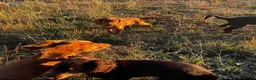 Sprocker dogs for sale: 5 beautiful sprocker puppies ready to collect  in South Molton - Advert 34