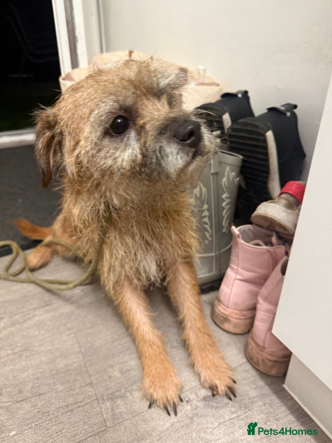 Border Terrier dogs for sale: Border terrier puppies  - Advert 9