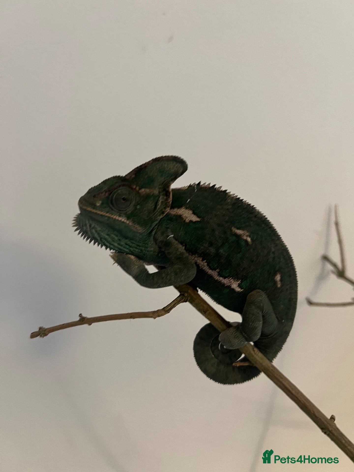 Chameleon reptiles Veiled chameleon with setup - Advert 13