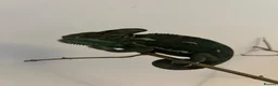 Chameleon reptiles for sale: Veiled chameleon with setup - Advert 2