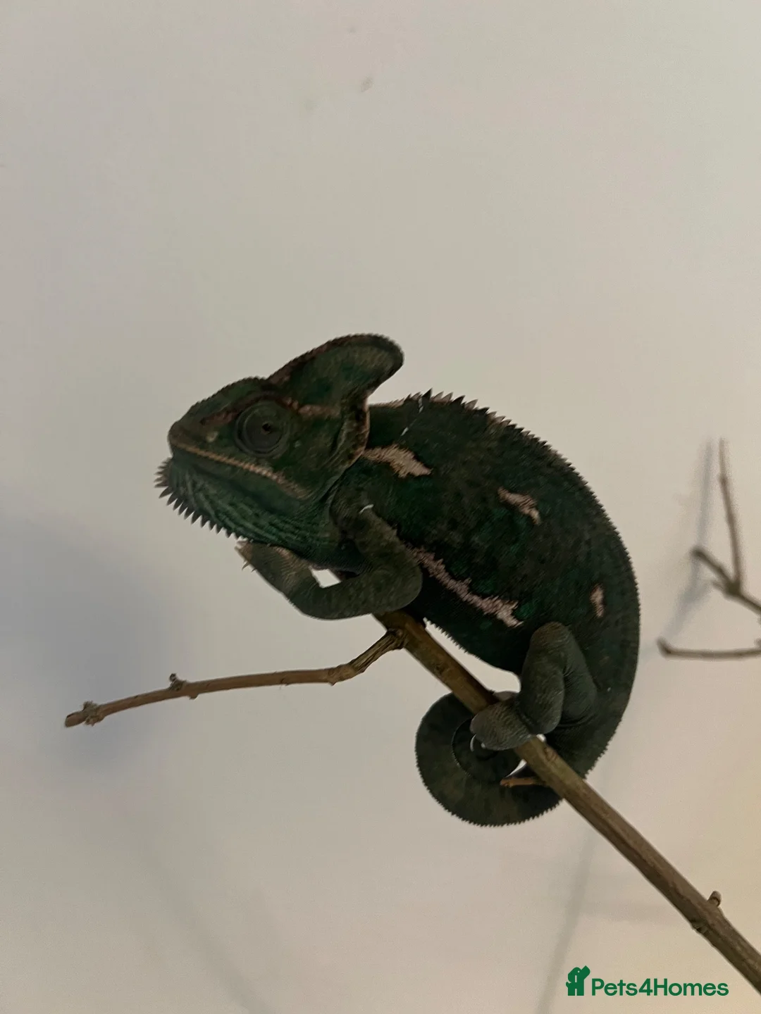 Chameleon reptiles for sale: Veiled chameleon with setup - Advert 2