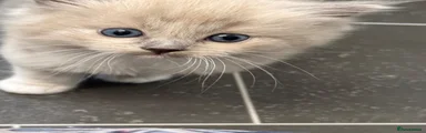 Ragdoll 2