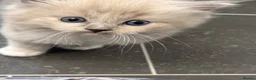 Ragdoll cats for sale: 3 Female Ragdoll Kittens  - Advert 3