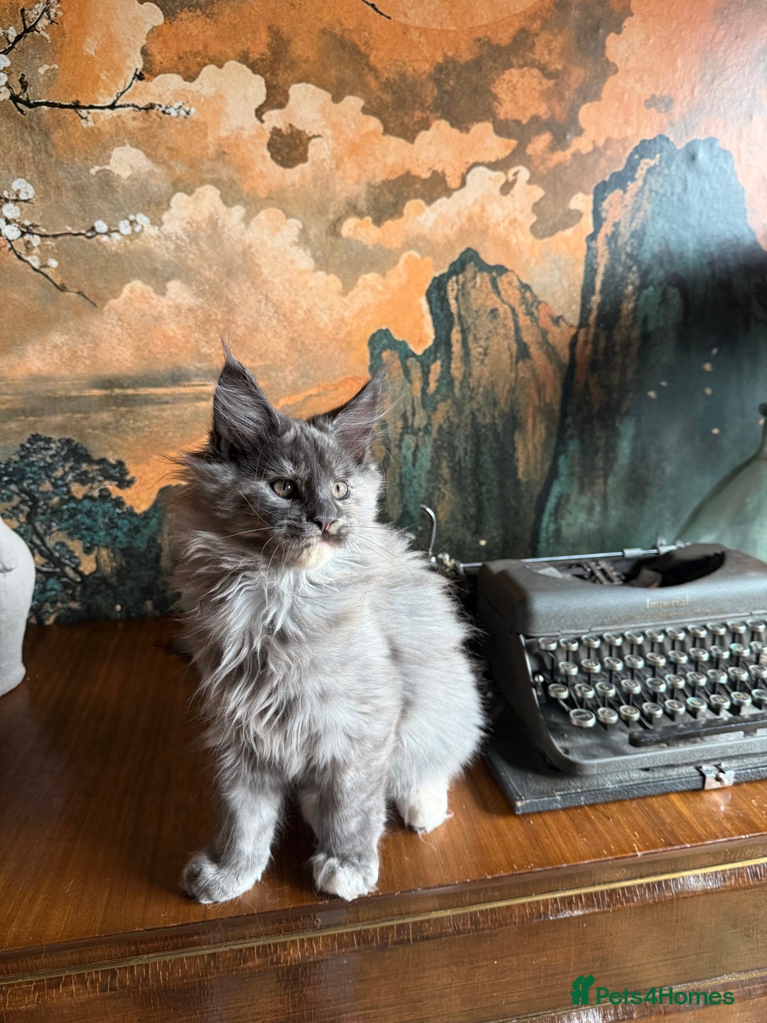 Maine Coon cats for sale: Tica registered Maine Coons from champion lines  - Image 8