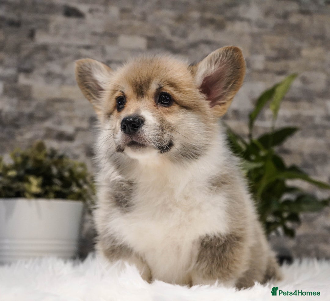 Welsh Corgi Pembroke dogs for sale: Welsh Corgi (Pembroke) - Advert 6