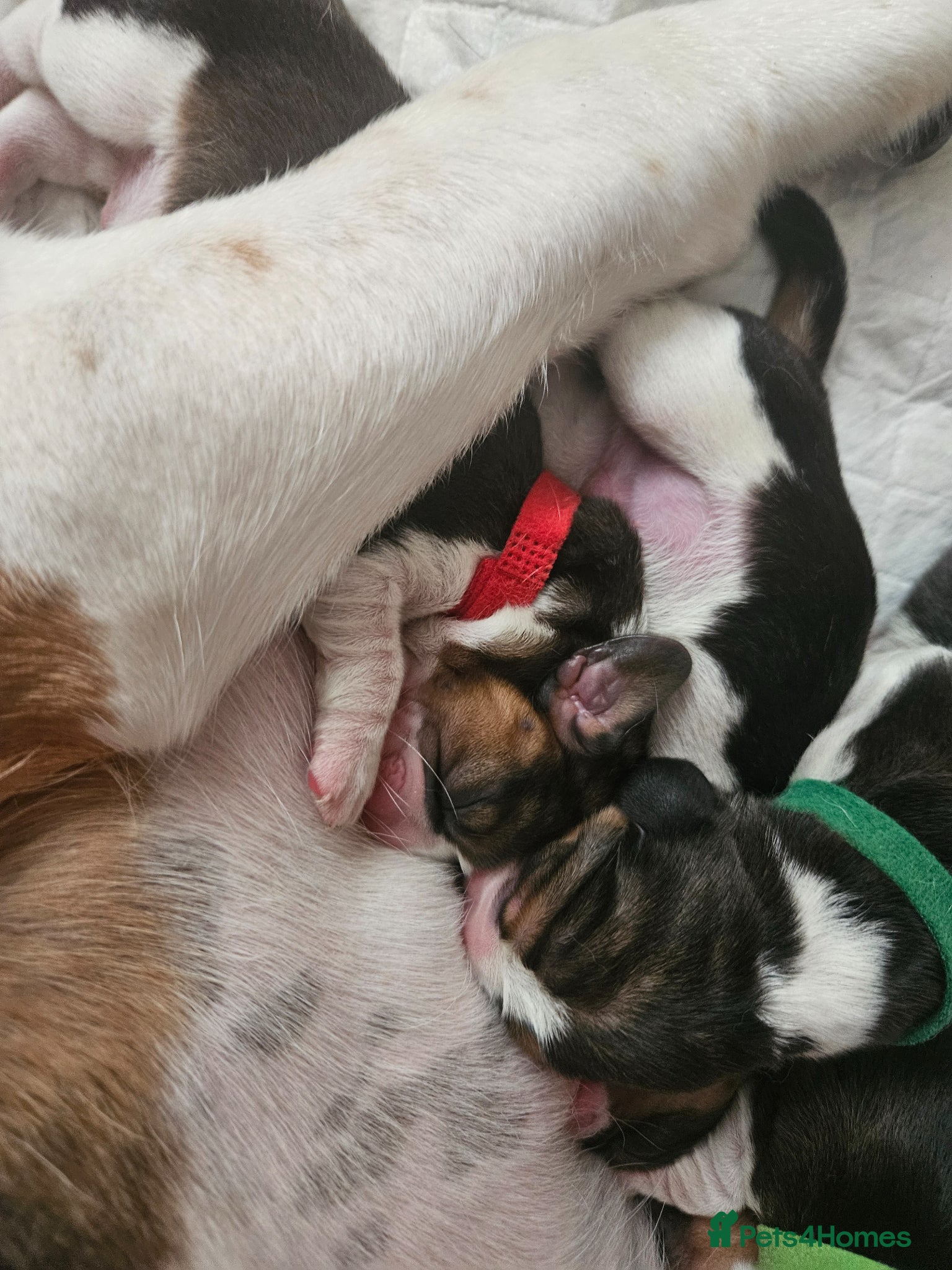 Beagle dogs for sale: KC Registered Beagle puppies Champions generation - Advert 4