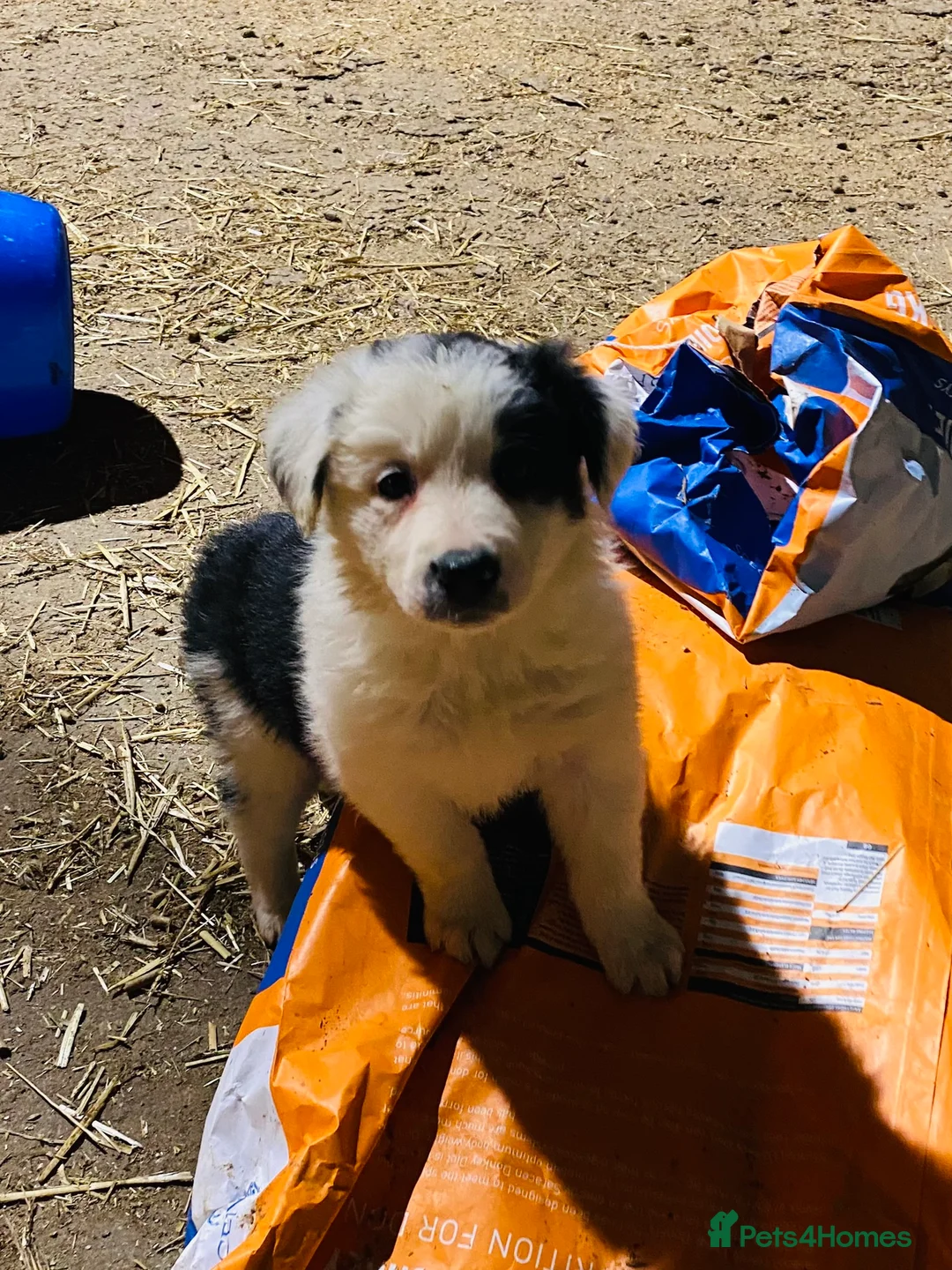 Border Collie dogs for stud: ISDS & KC, well proven, health tested clear stud in Darlington - Advert 18