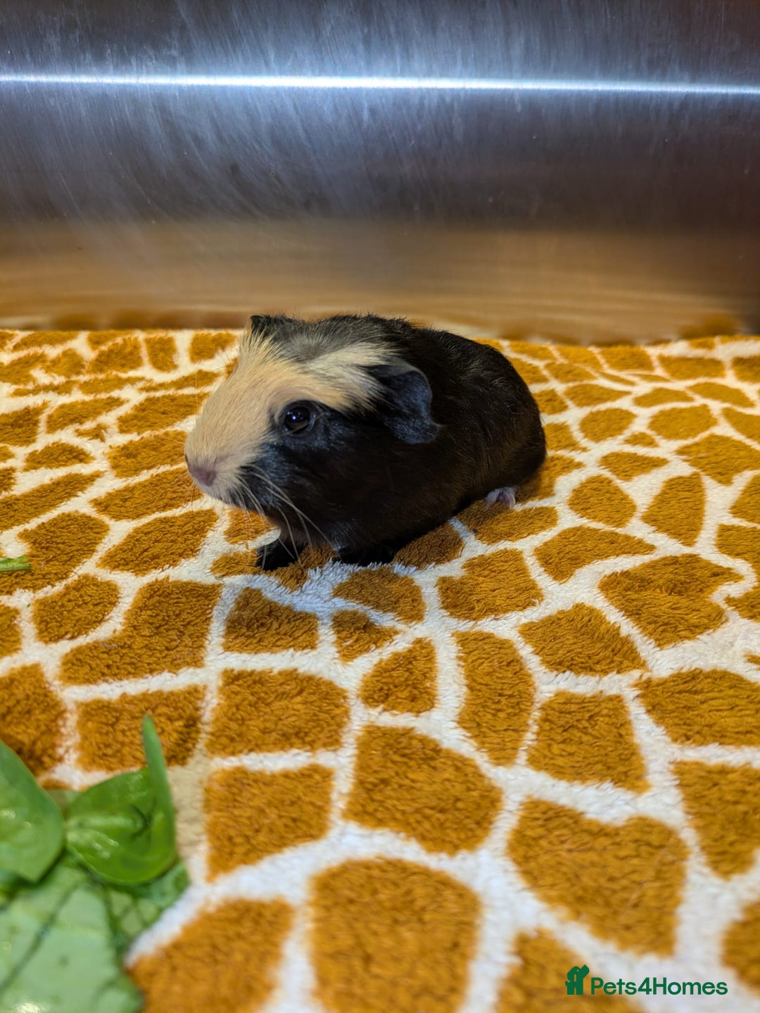 Guinea Pig rodents for sale: Two girls and three boys - Advert 5