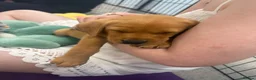 Labrador Retriever dogs for sale: 7 red fox Labrador puppies  - Advert 19