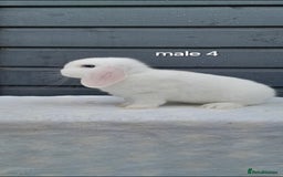 Mini Lop rabbits for sale: Purebred mini lop rabbits  - Advert 11