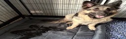 German Shepherd dogs for sale: German Shepard pups for sale - 2 boys 5 girls in Chesterfield - Advert 9