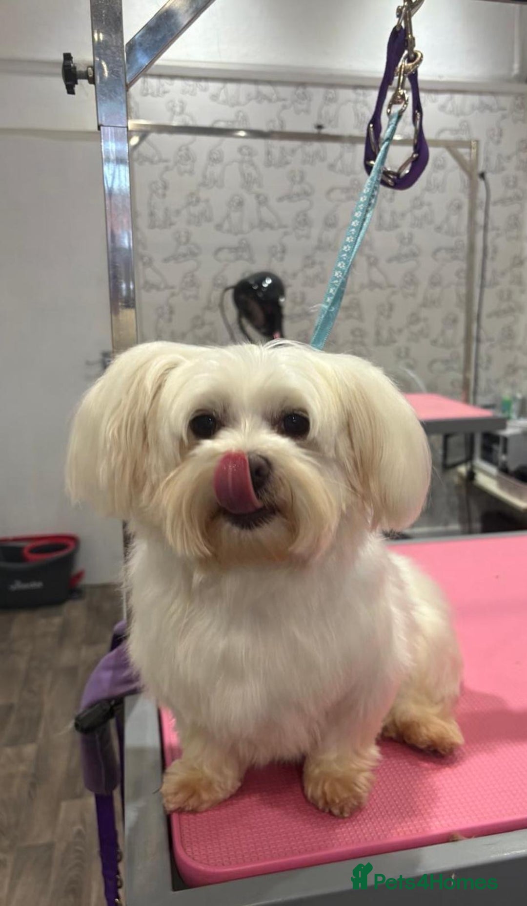 Maltipoo dogs for sale: Stunning Maltipoo Girl Available  - Advert 4