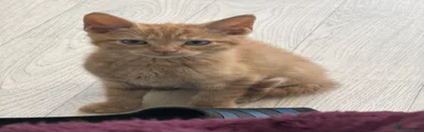 Domestic Shorthair 2