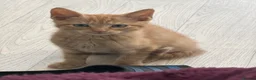 Domestic Shorthair cats for sale: 3 kitten boys ready to go! - Advert 3