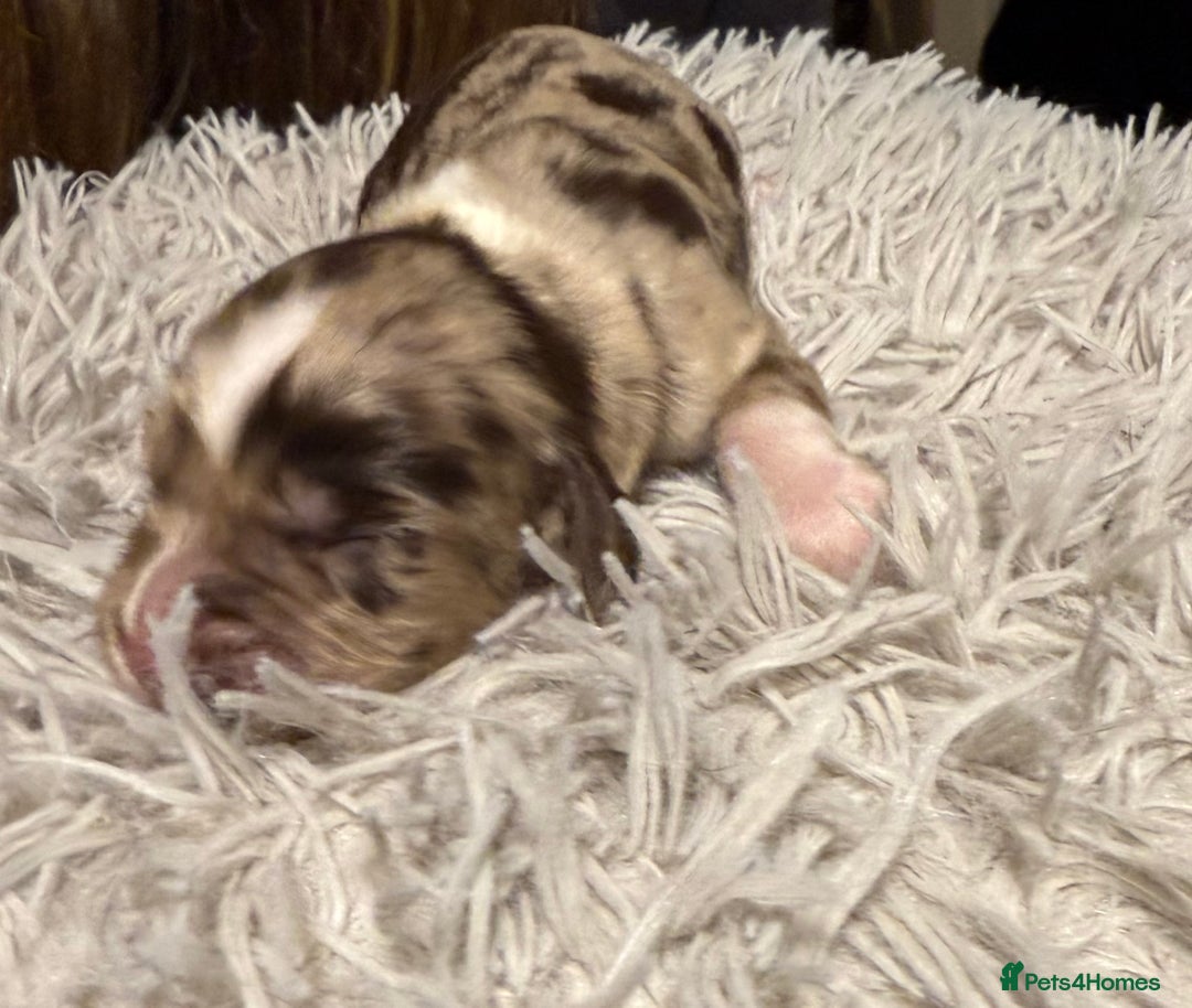 Sprocker dogs for sale: Sprocker puppies  - Advert 6