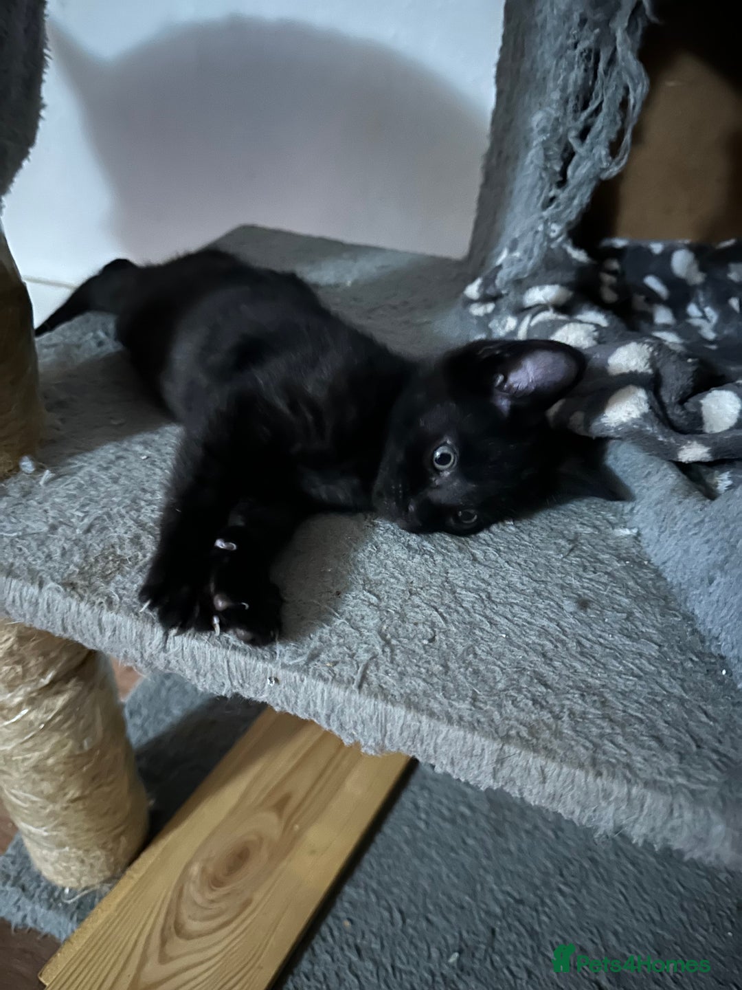 Mixed Breed cats for sale: Amazing Half Bengals !!! - Advert 30