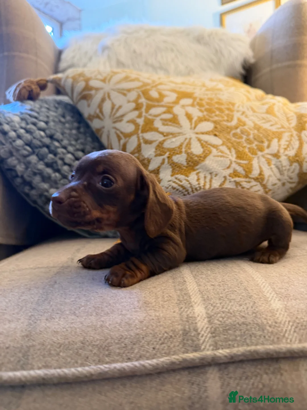 Miniature Dachshund dogs for sale: Miniature dachshund puppies - Advert 2