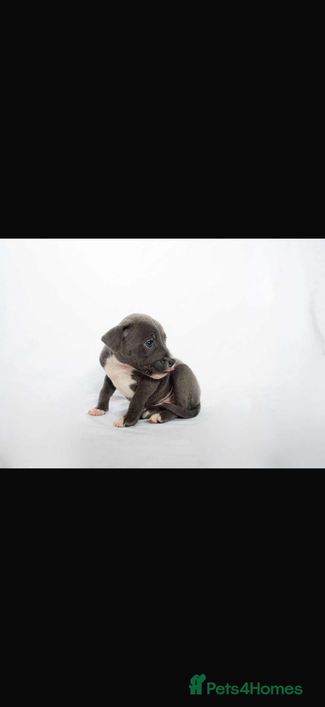 Staffordshire Bull Terrier dogs for sale: Female Staffy puppy  - Advert 6