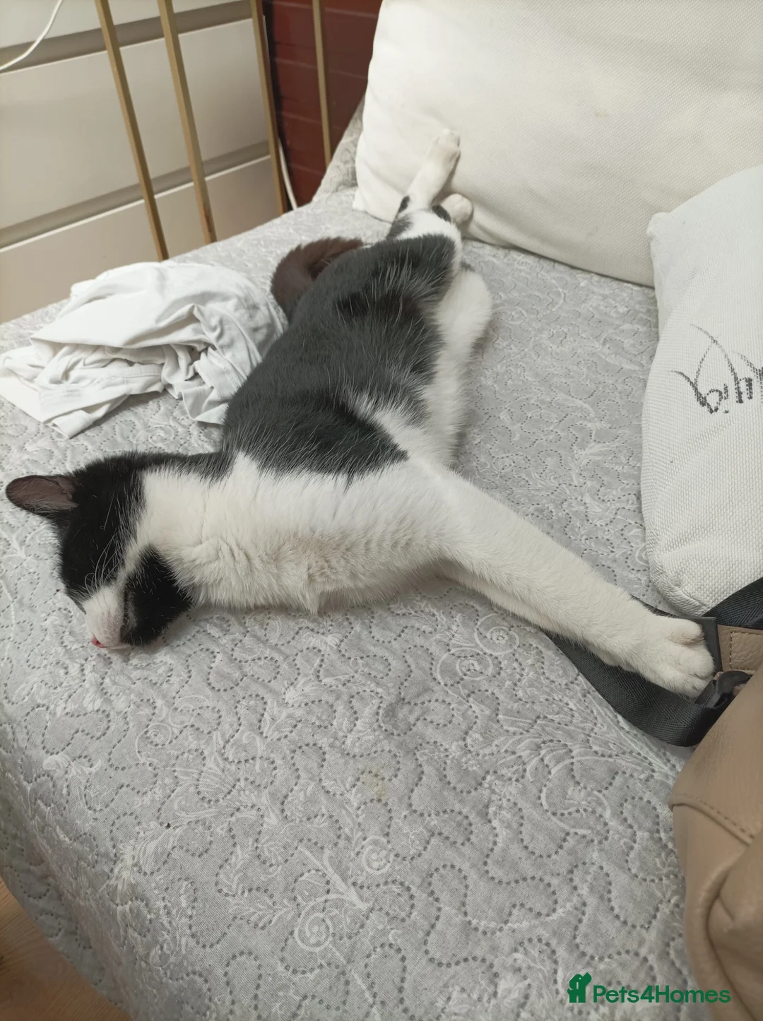 Mixed Breed cats for sale: Tuxedo cat looking for a new home in Greenford - Advert 3